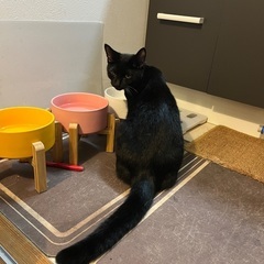 【6/22(日)譲渡会】⭐️黒猫おーちゃん🐈‍⬛ - 里親募集