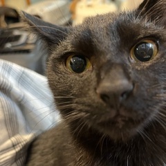 【6/22(日)譲渡会】⭐️黒猫おーちゃん🐈‍⬛ − 千葉県