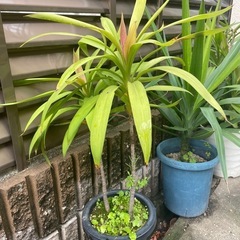ドラセナ2  　2本立ち　観葉植物の画像