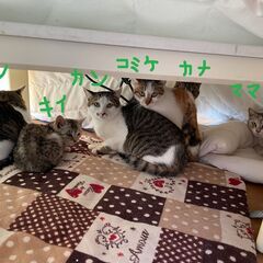 シャー猫ですが、幸せにしてください