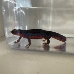 アカハラヤモリ
