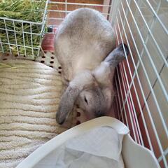 うさぎ