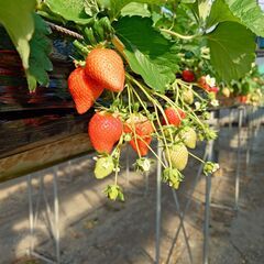 いちご🍓狩りを期間限定で実施します。