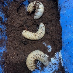 DHヘラクレスオオカブトムシ　幼虫の画像