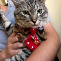 飼い主さん疾走で緊急募集