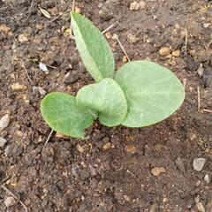 ジャンボピーマン 野菜の苗 色々 の画像