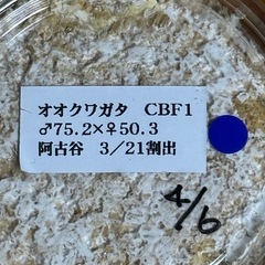 国産オオクワガタの初2令幼虫3頭セットです。の画像