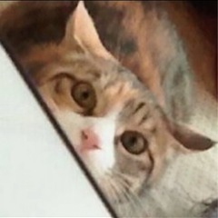 LINE友達募集します
