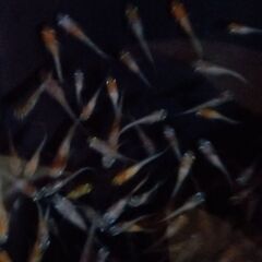 三色ラメメダカ☆幼魚サイズ☆１５匹☆無選別☆の画像