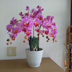 【光触媒】本物のような胡蝶蘭