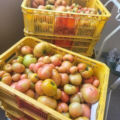 訳ありトマト箱売り