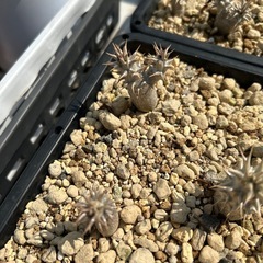 アガベ　パキポディウム　観葉植物などの画像