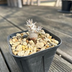 アガベ　パキポディウム　観葉植物などの画像