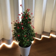 花キリン