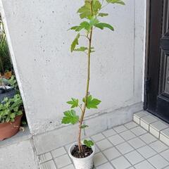 値引き可応談　ワイルドベリー　木イチゴ　木苺 1m ほど