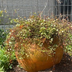 お取引き予定あり　植木鉢　植物