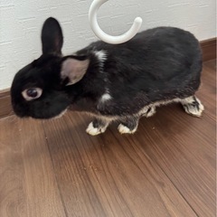 黒いうさぎ