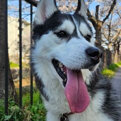 シベリアンハスキーの里親募集です。 - 犬