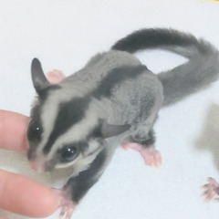  里親様募集 フクモモ  ノーマルベビー