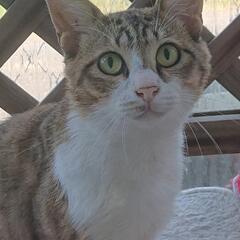 探し猫