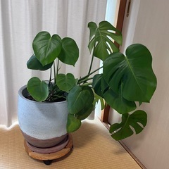 モンステラ