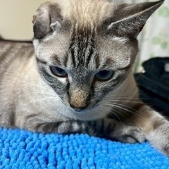 飼い主さん失踪で緊急募集のシャムmix