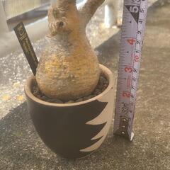 発根済み】パキポディウムグラキリス 現地球 手乗りサイズ 発根済み】パキポディウムグラキリス 現地球 手乗りサイズ