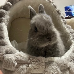 ネザーランドドワーフ♀