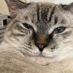 飼い主さん失踪で緊急募集 シャムMIX兄妹