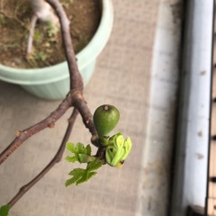 ホワイトゼノア　いちじく　果樹　たくさん実がつきました。成木の画像
