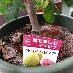 ホワイトゼノア　いちじく　果樹　たくさん実がつきました。成木の画像