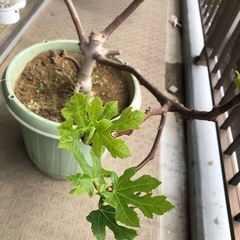 ホワイトゼノア　いちじく　果樹　たくさん実がつきました。成木の画像