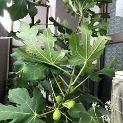 ホワイトゼノア　いちじく　果樹　たくさん実がつきました。成木の画像
