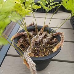 【取引中】シノブ  ラビットフット  タバリア    (2) 観葉植物の画像