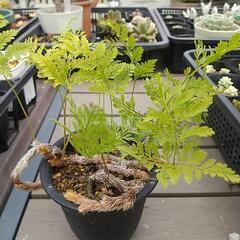 【取引中】シノブ  ラビットフット  タバリア    (2) 観葉植物の画像