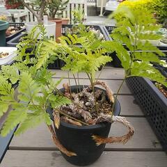【取引中】シノブ  ラビットフット  タバリア    (2) 観葉植物の画像