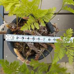 【取引中】シノブ  ラビットフット  タバリア    (2) 観葉植物の画像