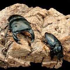 バージョンUP‼️カブトクワガタくじの画像