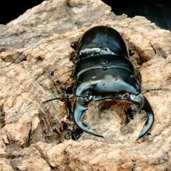 バージョンUP‼️カブトクワガタくじの画像