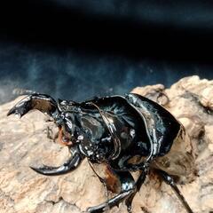 バージョンUP‼️カブトクワガタくじの画像