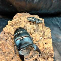 バージョンUP‼️カブトクワガタくじの画像