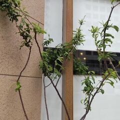 果樹の芽吹き