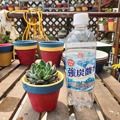 多肉植物　ダークエルフの画像