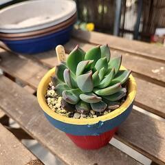 多肉植物　ダークエルフの画像