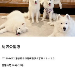 今から一緒に犬カフェ行きませんか？