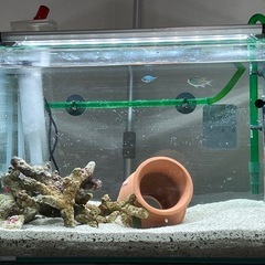 45センチ水槽