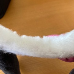 ユニバ　カチューシャの画像