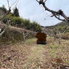 無農薬栗の枝、取り放題‼️ 