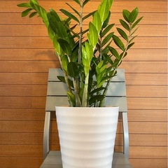 観葉植物 ザミオクルカス ザミフォーリア お取引中