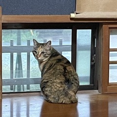 筑後、大牟田エリア　バドミントン　メン募